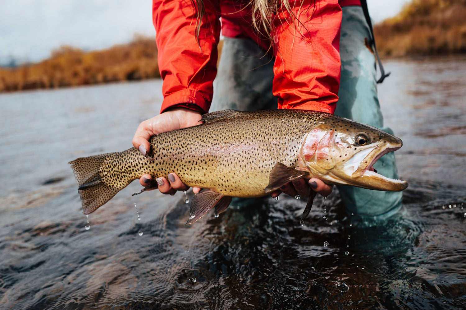 5wt Fly Rods